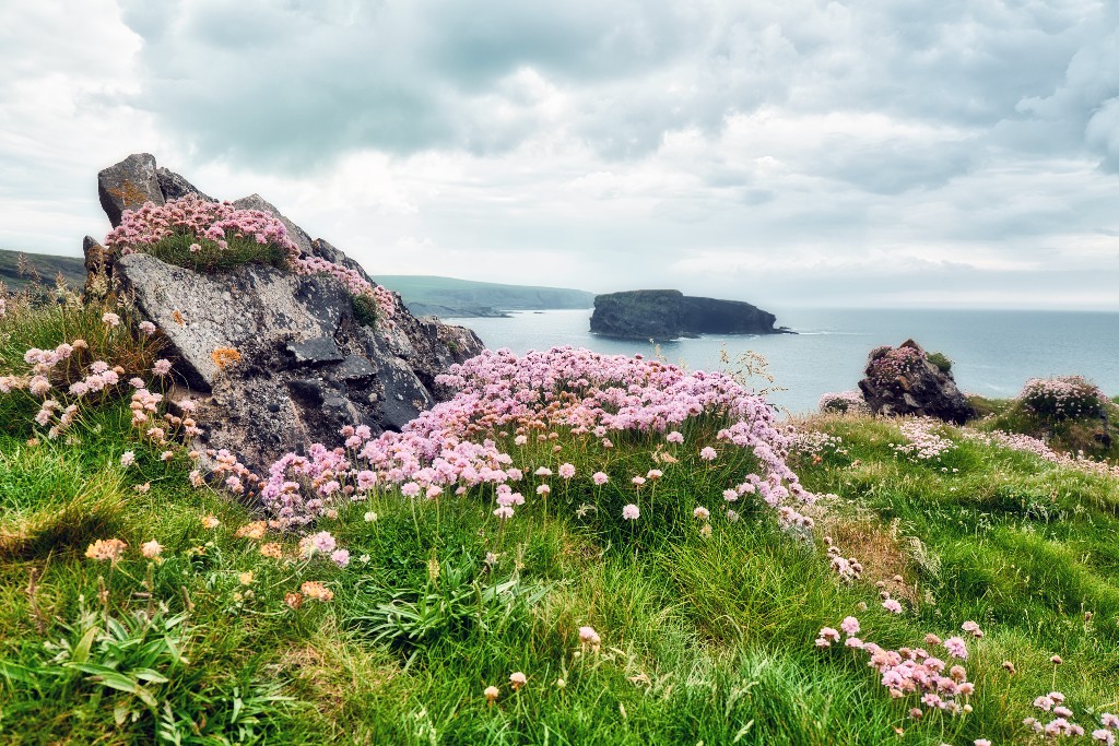 Sea thrift flowers blooming around coastal rocks above the Atlantic near Kilkee Cliffs, County Clare.
