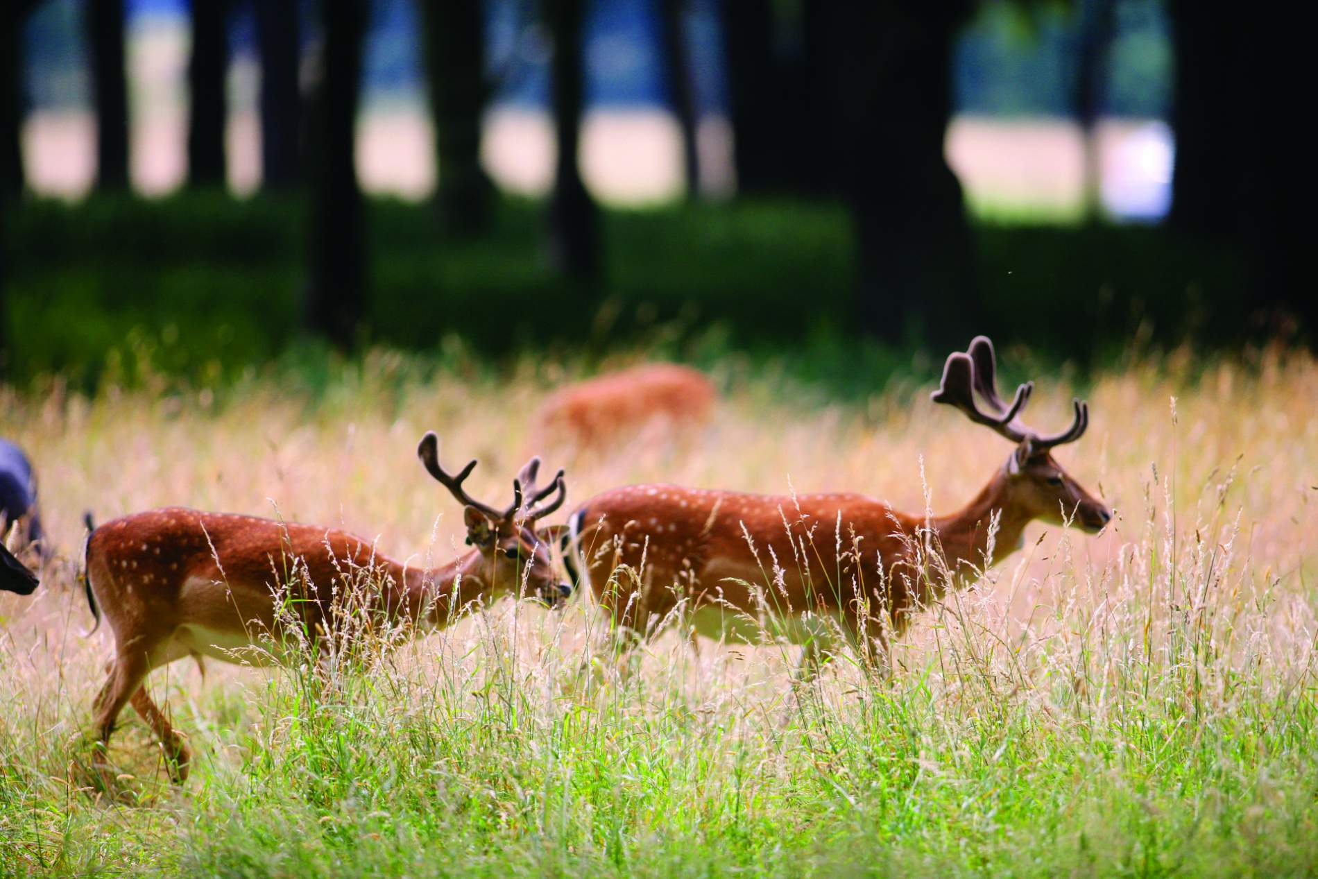 Group of spotted fallow deer with velvety antlers move through tall grass in woodland at Phoenix Park, Dublin.