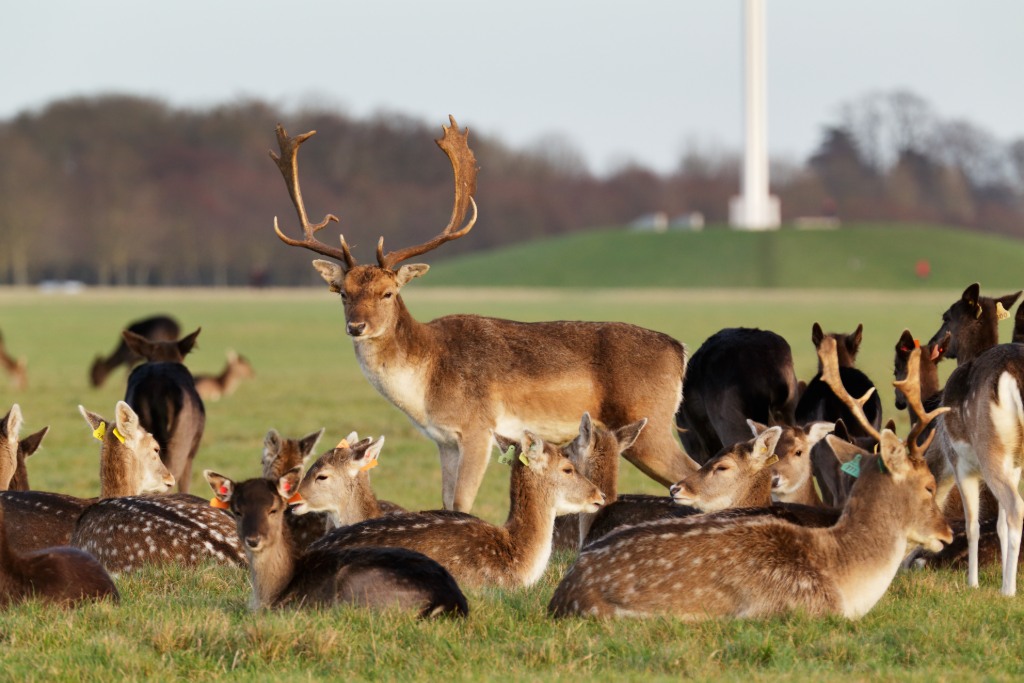 Male fallow deer with large antlers stands among a resting herd on open grassland at Phoenix Park, Dublin.