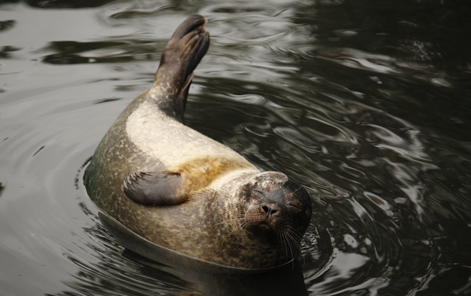 Harbour seal floats on its back with eyes closed and flipper raised in calm waters on the Wexford coast.