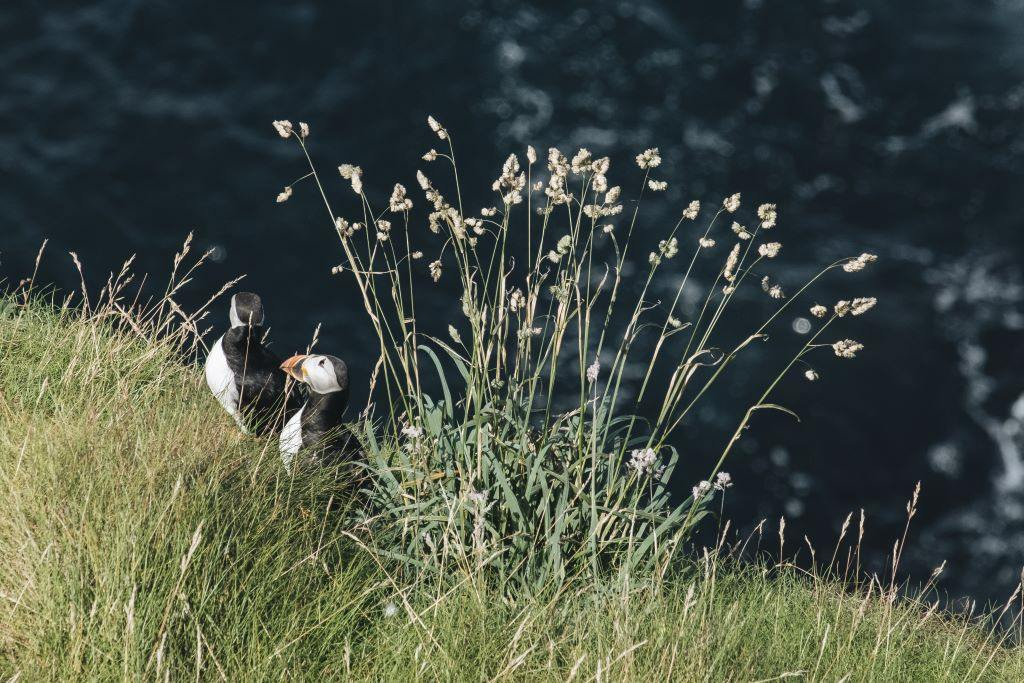 Two Atlantic puffins perch among coastal grasses and wildflowers on a sea cliff on Rathlin Island, Antrim.