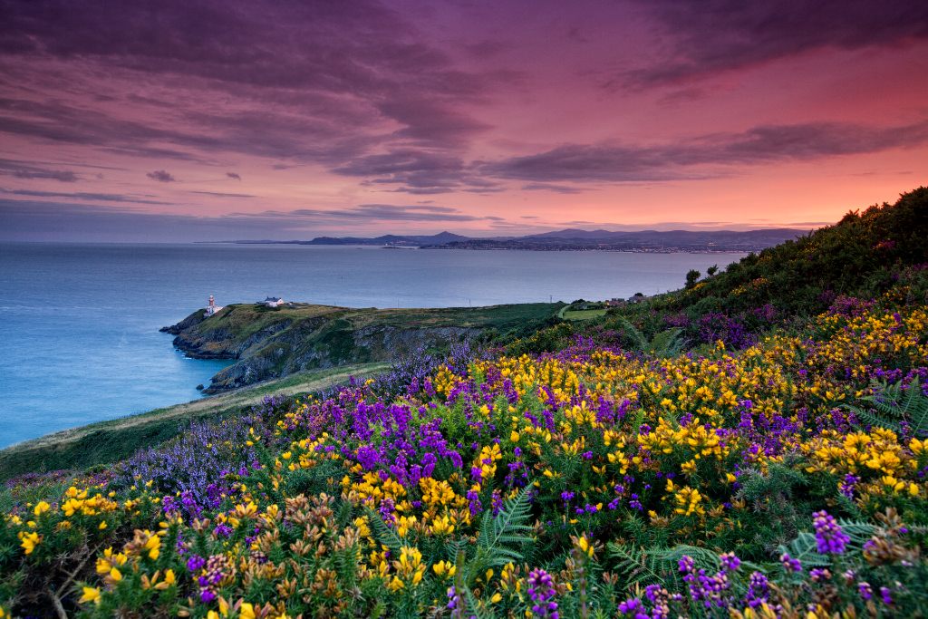 Wildflowers bloom on Howth Head as the sun sets over Dublin Bay, casting a warm glow across the cliffs and sea.