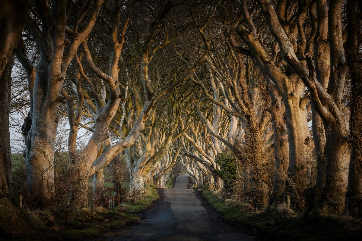 Game of Thrones ®, The Dark Hedges, The Kingsroad, County Antrim