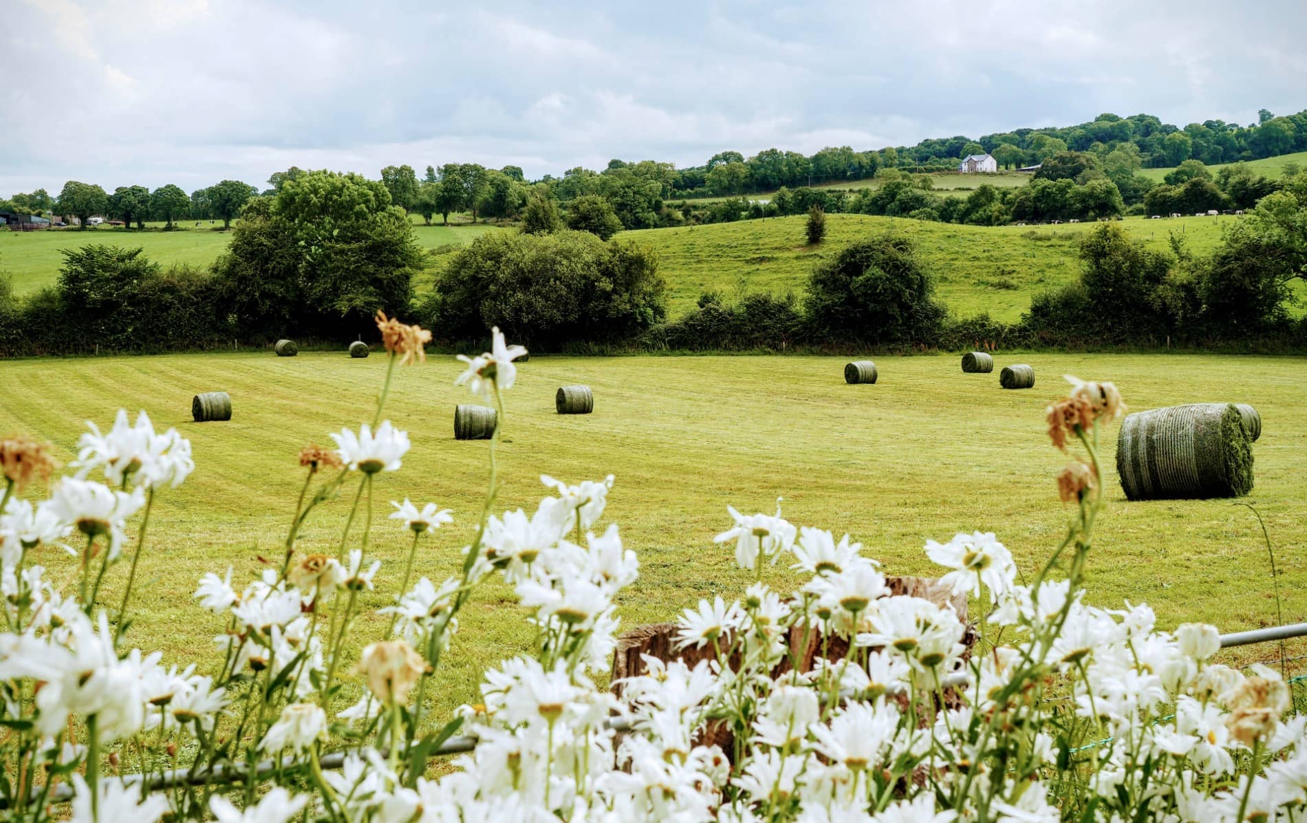 Round hay bales on rolling green farmland with wildflowers in the foreground and a distant B&B in rural Ireland.
