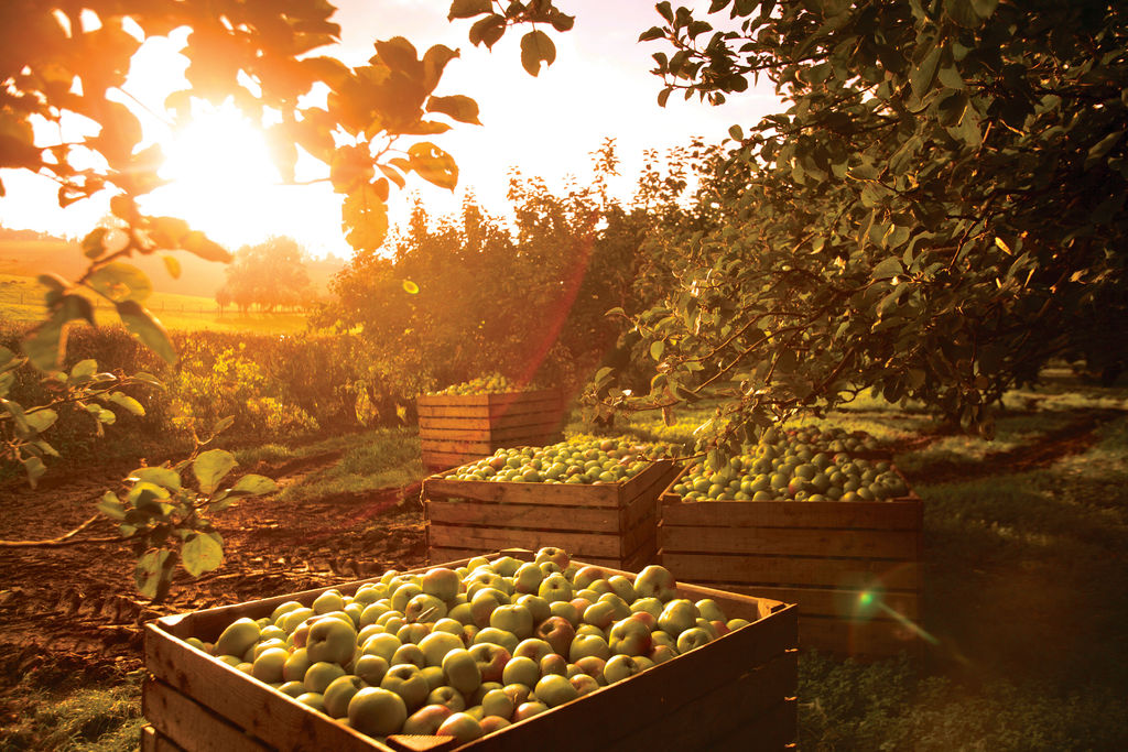 Wooden crates filled with apples in an orchard at sunset in County Armagh, Northern Ireland.