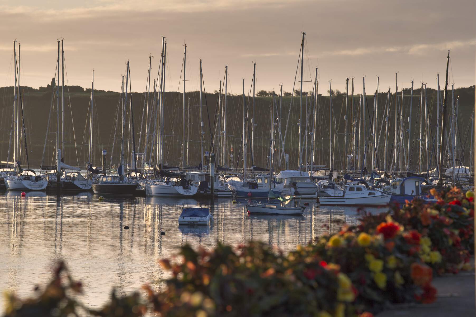 Kinsale Harbour CoWeb Size