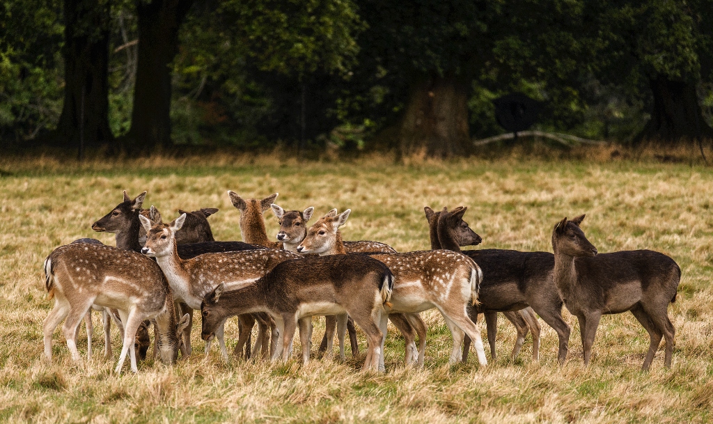 Phoenix Park, County Dublin 