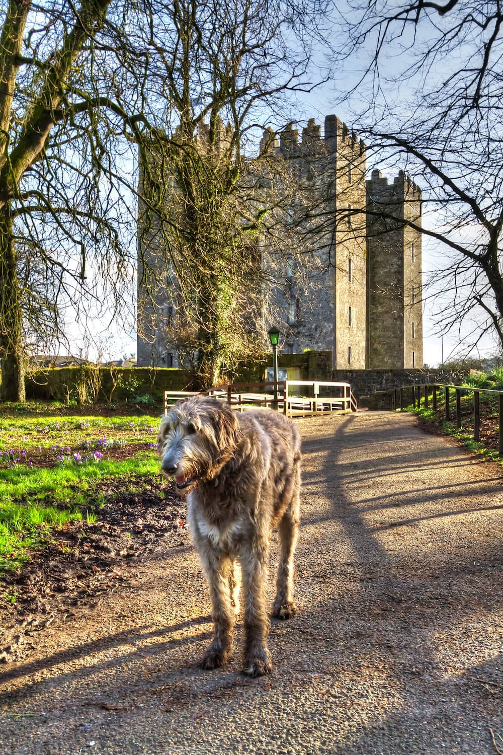 gallery-castles-bunratty-castle-clare-wolfhound-shutterstock