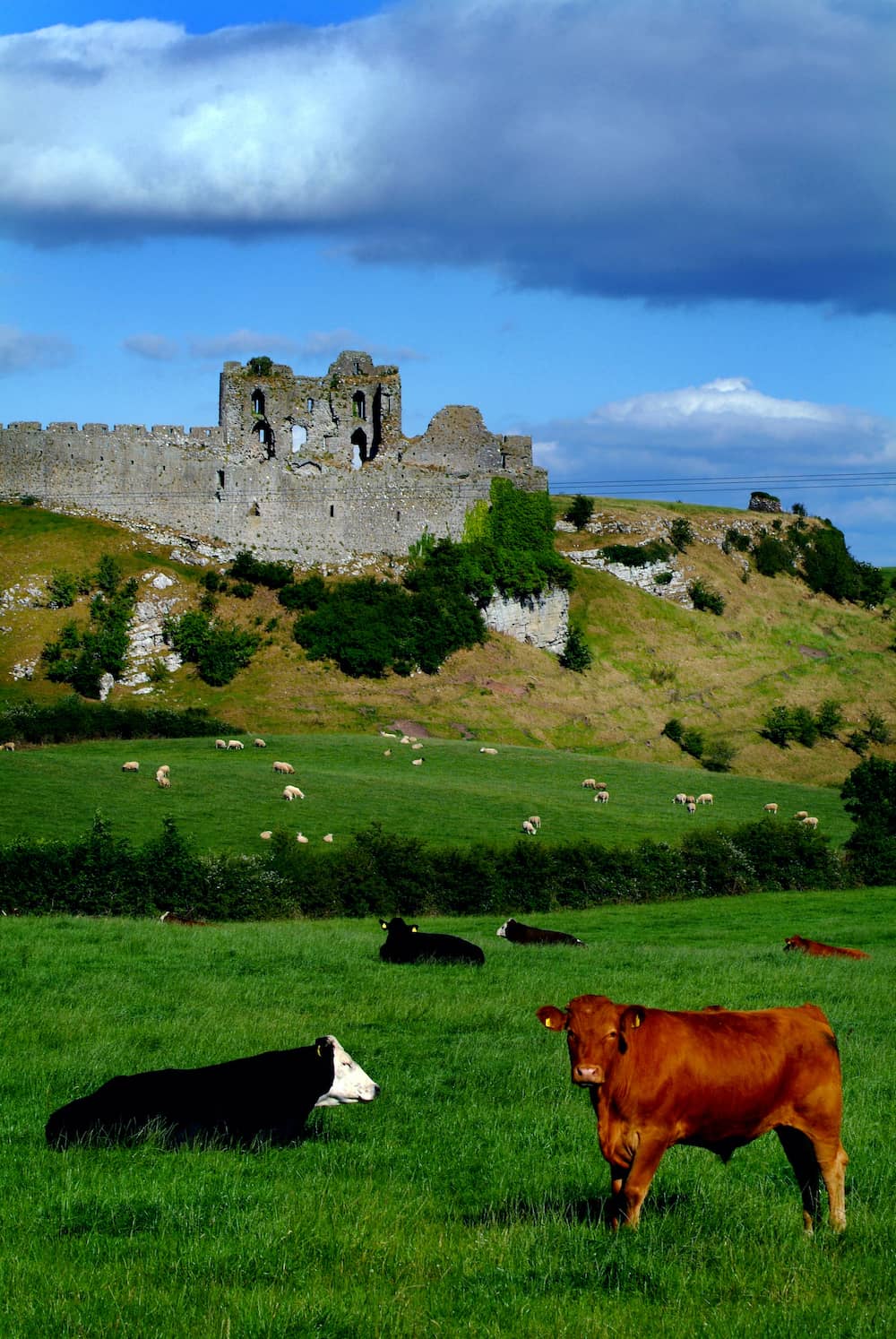 gallery-castles-castle-roche-louth-cows