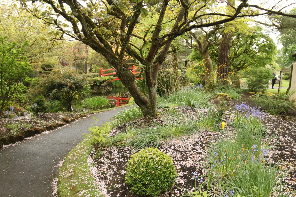 Curving path through the Japanese Gardens with blossom petals and a red bridge.