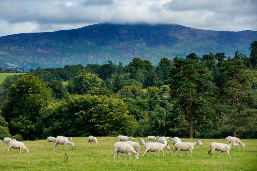 Sheep grazing in a green meadow at the foot of the Blackstairs Mountains in County Carlow.
