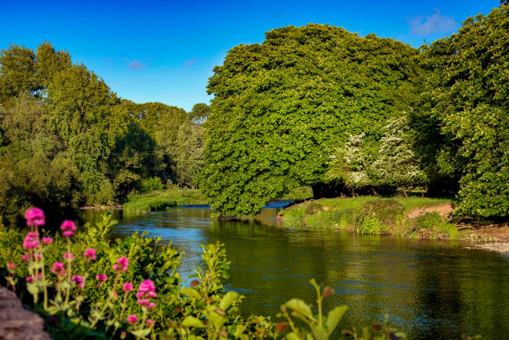 River Nore flowing past leafy trees and pink wildflowers in bloom along the banks in County Kilkenny.