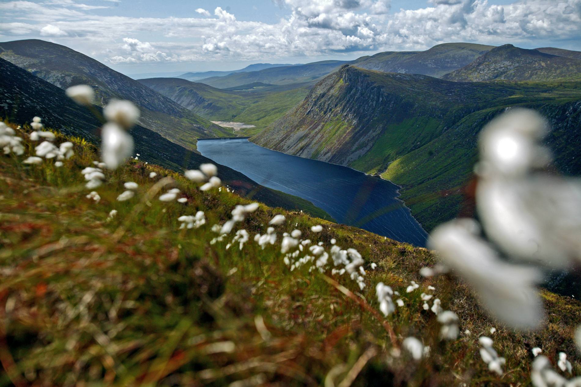 Wildflowers on a hillside overlooking the lake and valleys of the Mourne Mountains, County Down.