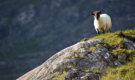 lone-sheep-ring-of-kerry