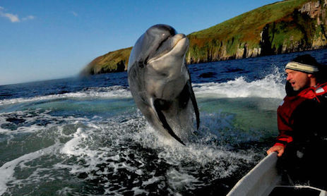 fungi-dolphin-dingle
