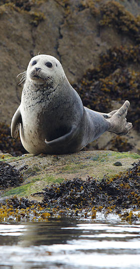 Grey Seals Castlecove Co Kerrymaster
