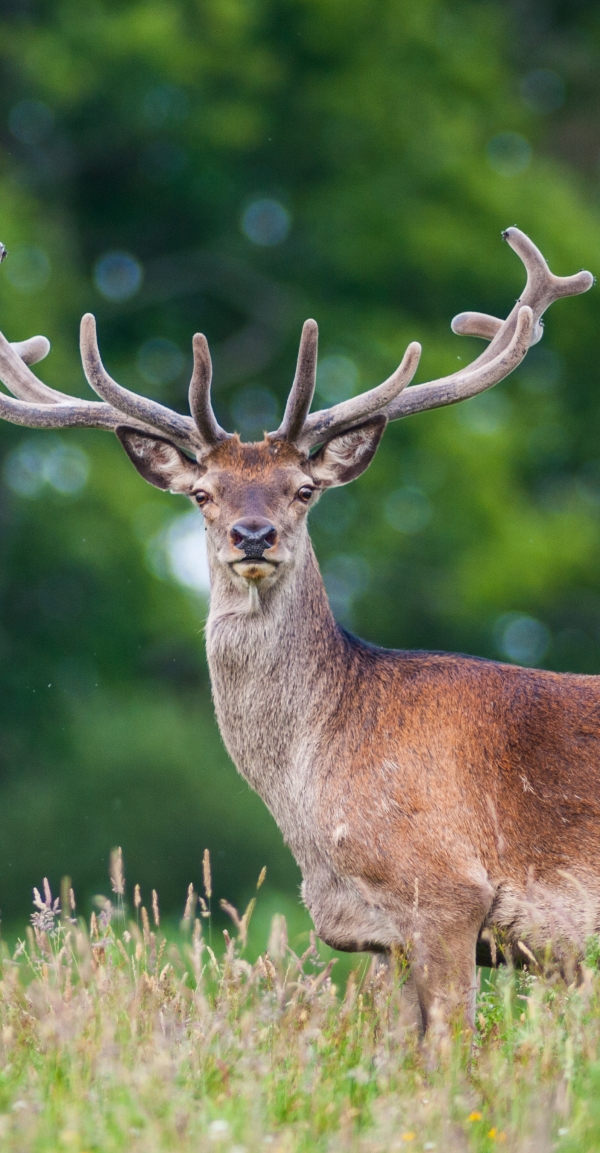 noises-of-nature-deer
