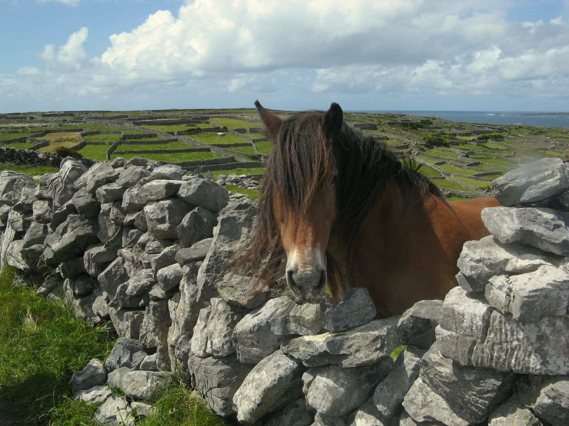 noises-of-nature-horse-stone-wall-ring-of-kerry