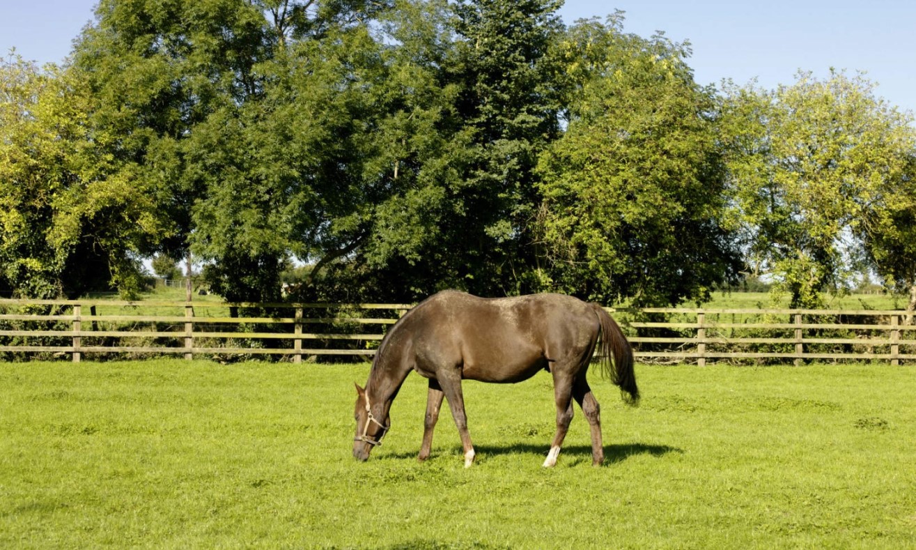 Irish National Stud, County Kildare