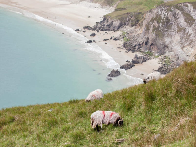 Bay Coast_Keem Bay Achill_Sheep and Beach_Web Size