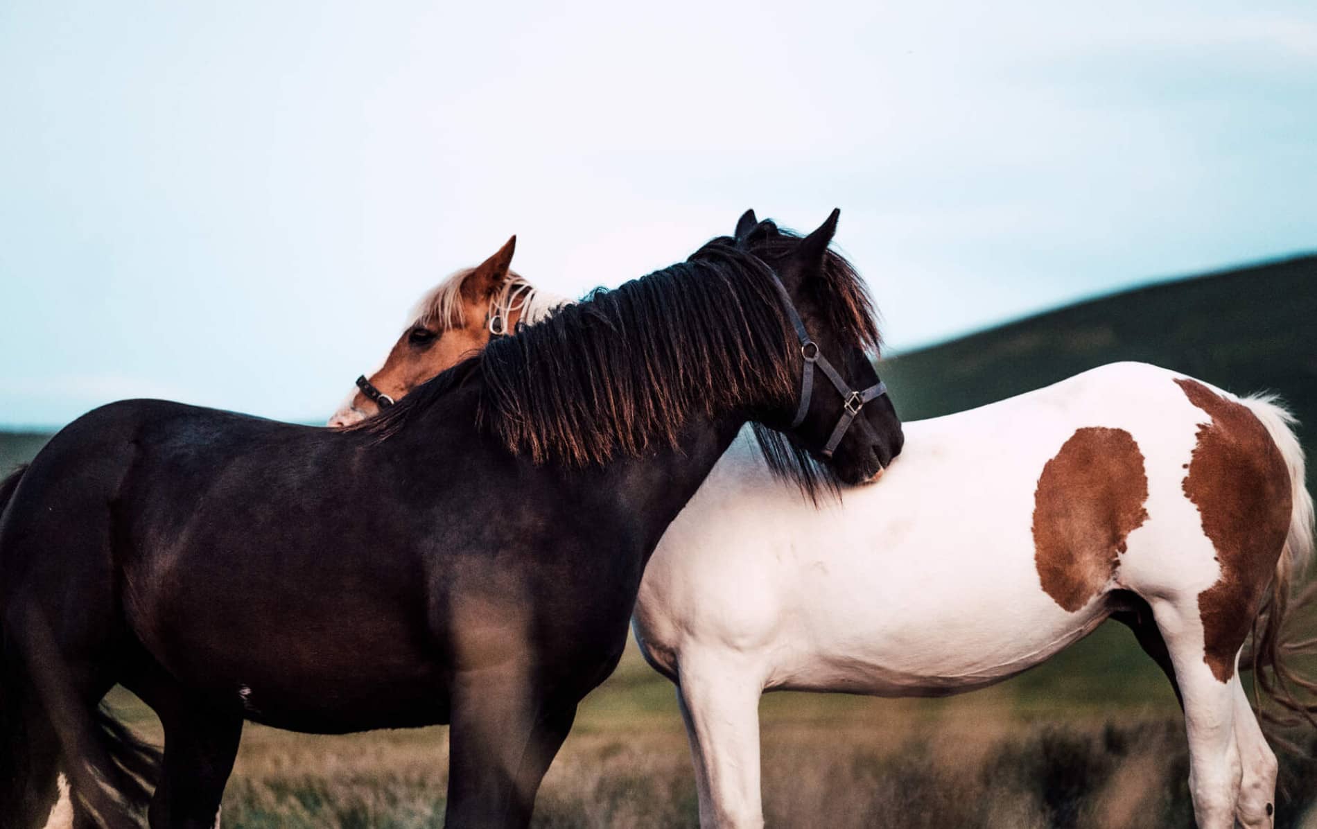 Two Connemara ponies standing close together in a windswept field near the hills of County Galway