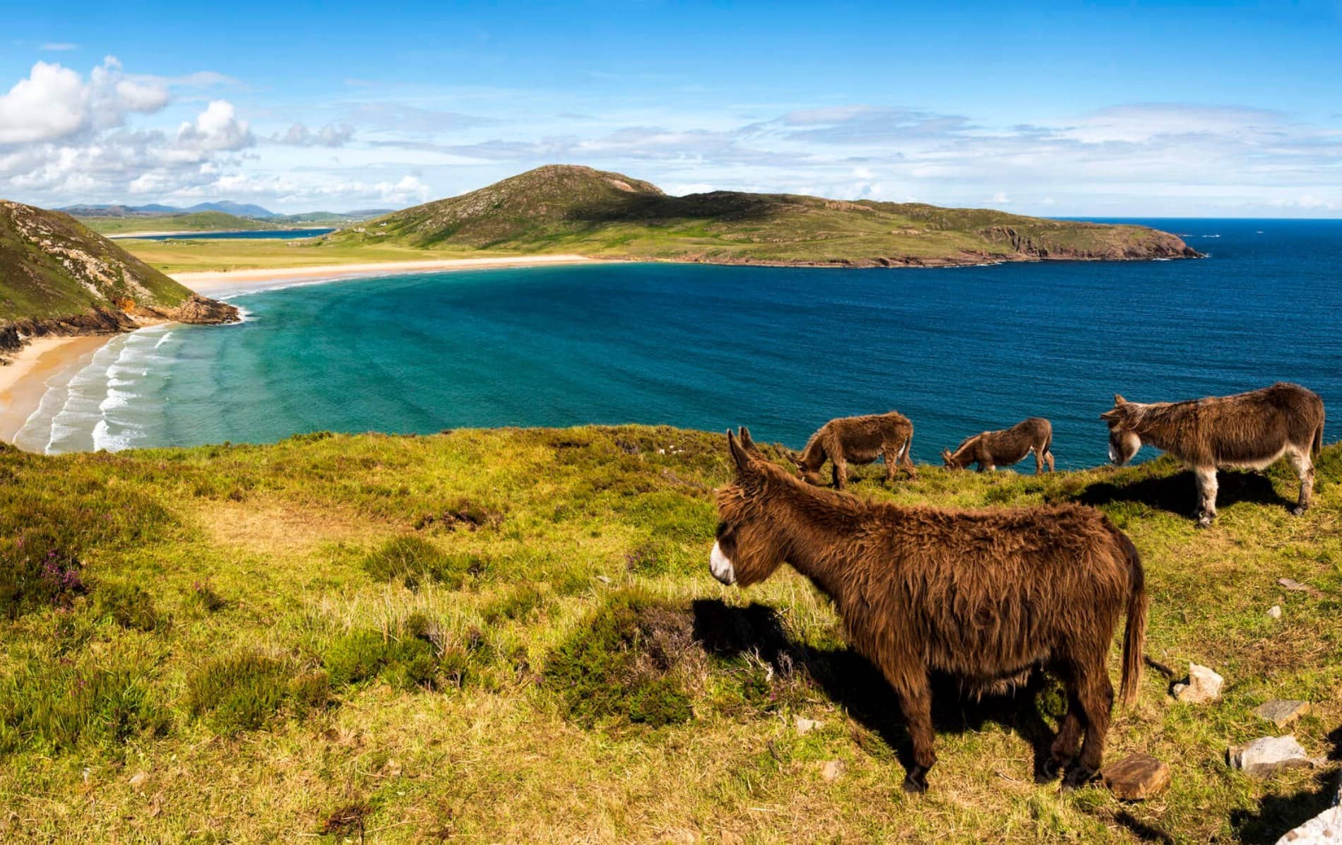 Group of donkeys grazing on grassy cliffs overlooking a turquoise bay and sandy beach in County Donegal.