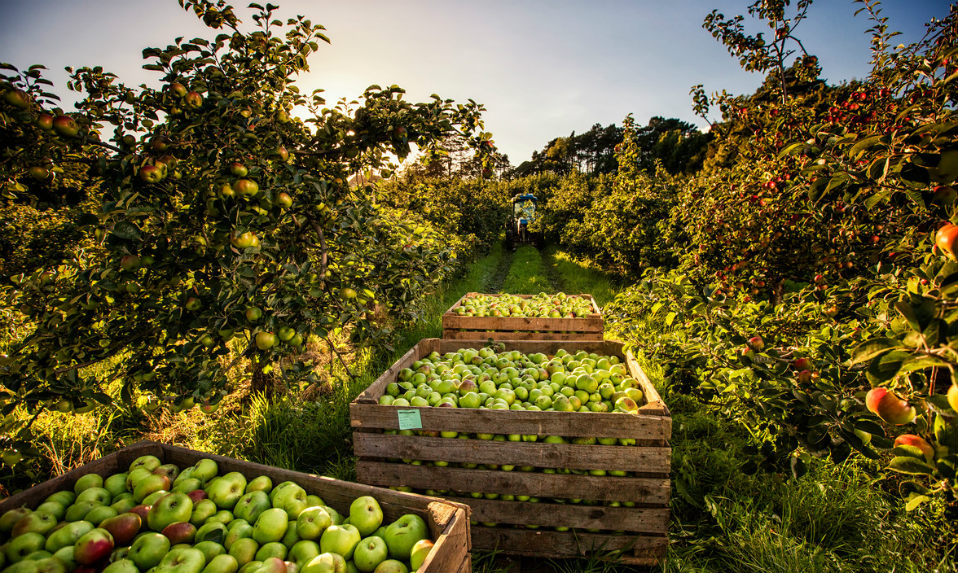 question-four-apples-one