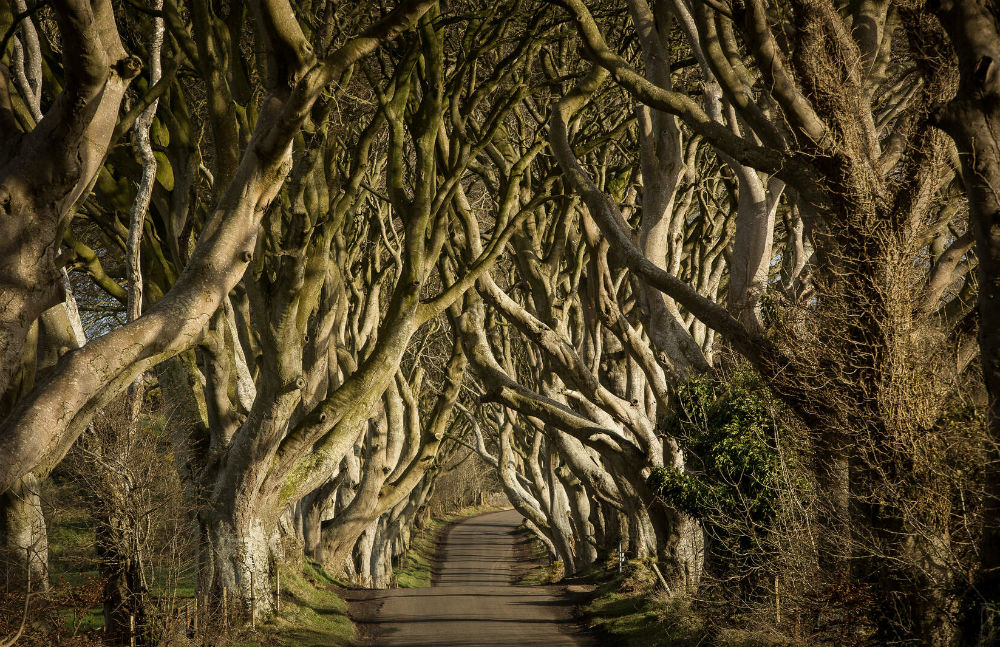 The Dark Hedges, County Antrim