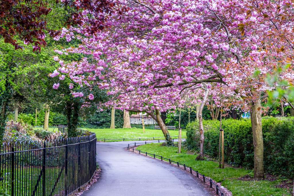 Pathway in St Stephen’s Green framed by cherry blossoms, iron railings and lush greenery.