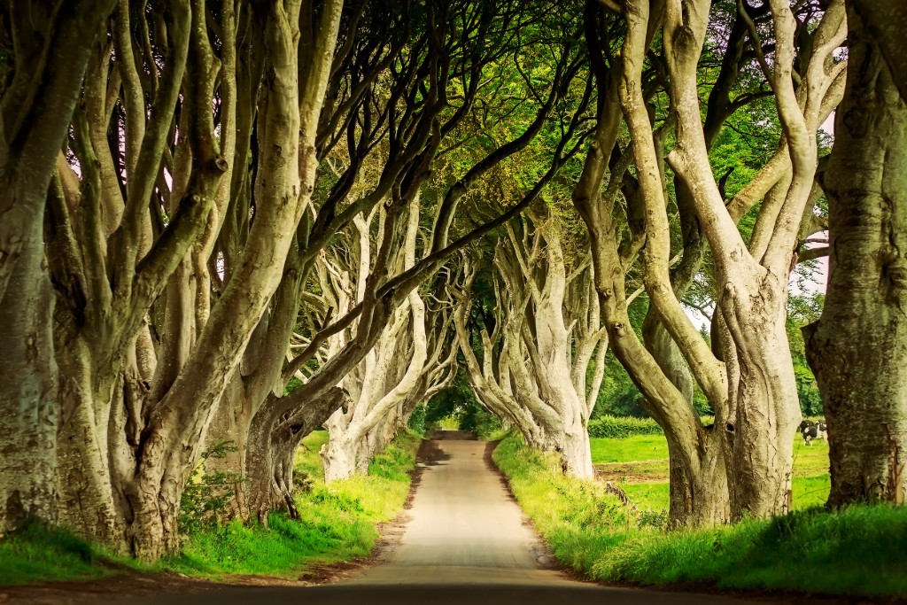 Dark Hedges, County Antrim