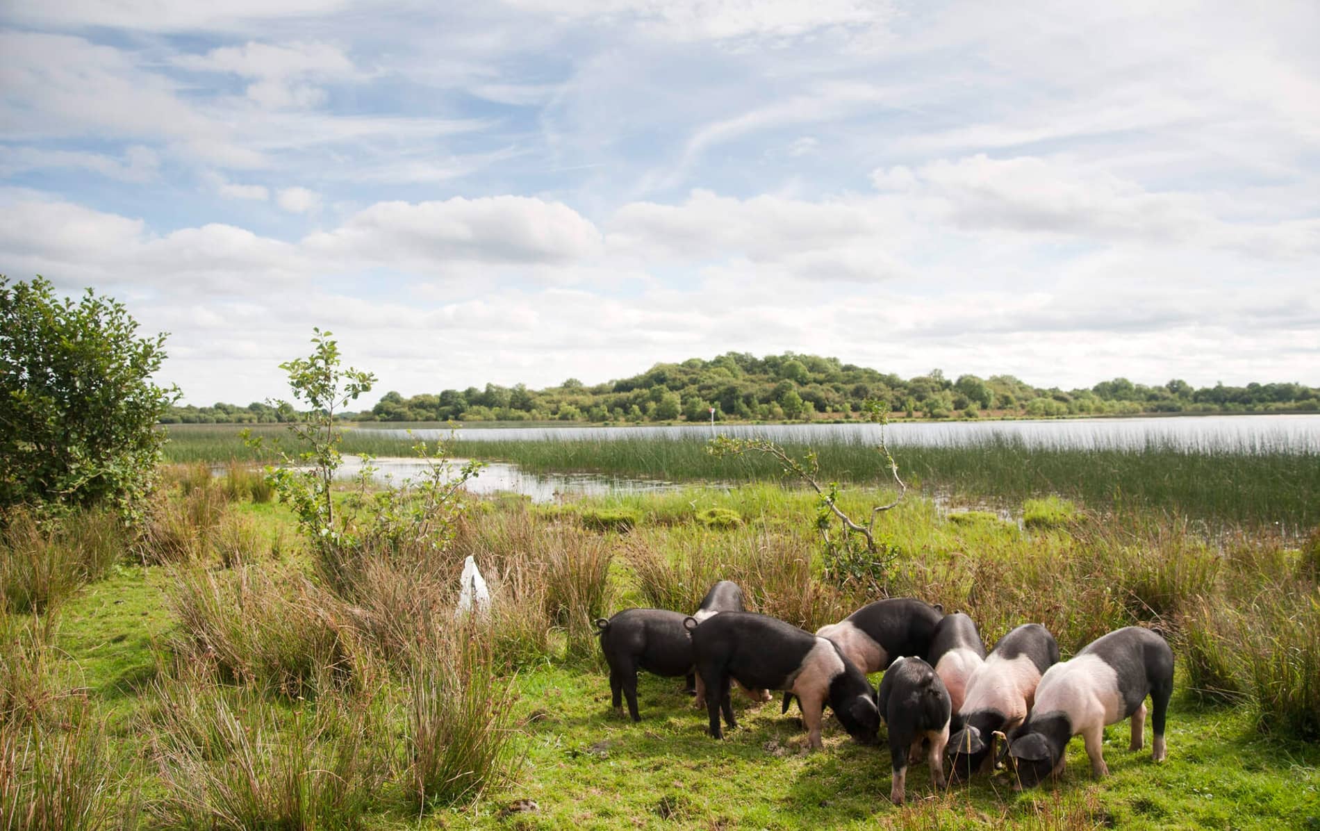 Group of Fermanagh Black pigs grazing on grass by a lake in County Fermanagh, Northern Ireland.