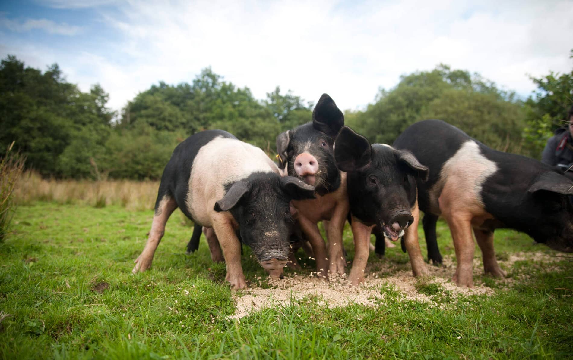 Close-up of Fermanagh Black pigs feeding on grass in rural County Fermanagh.