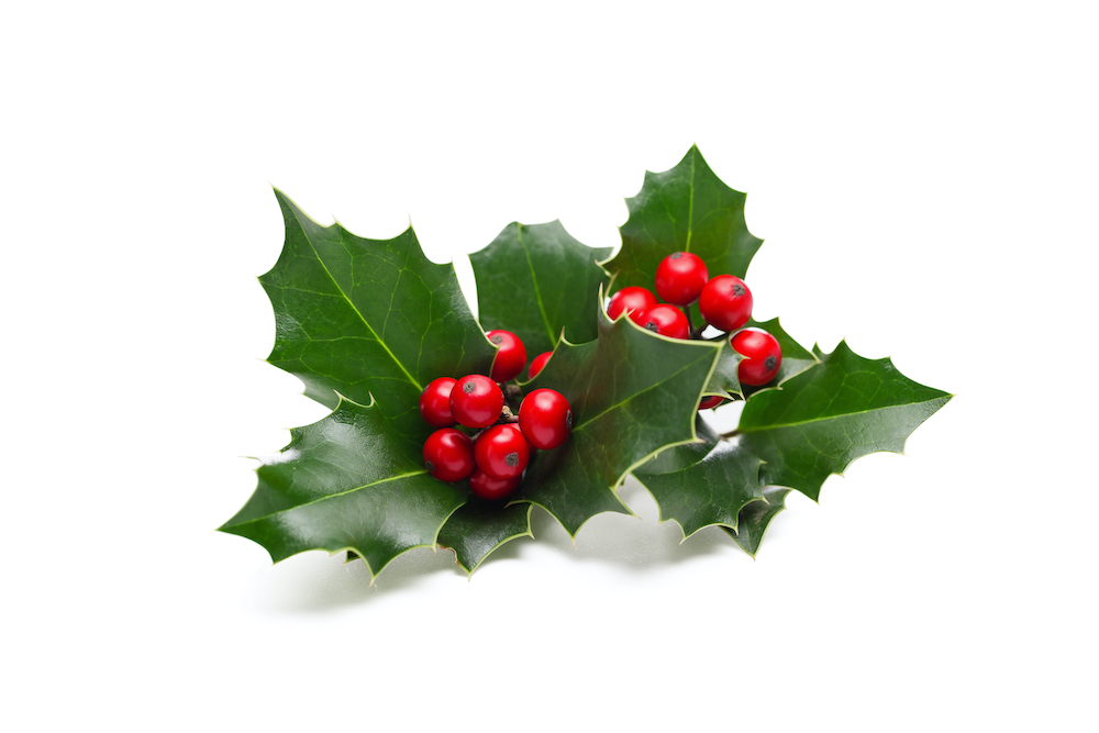 christmas-collection-holly-shutterstock_496482433