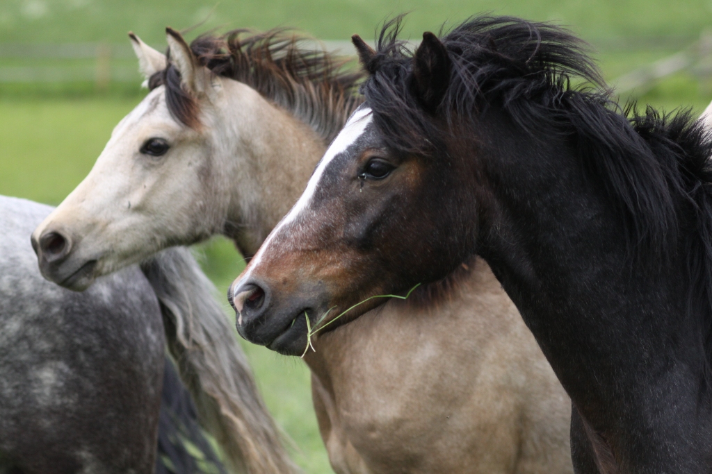 Close-up of Connemara ponies with flowing manes, standing together in a grassy field.