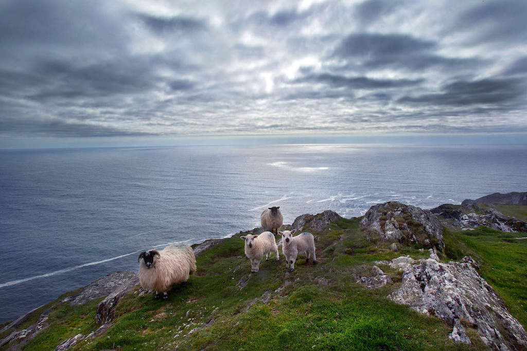 Sheep grazing on a grassy cliff overlooking the Atlantic Ocean on the Sheep's Head Way, Cork.