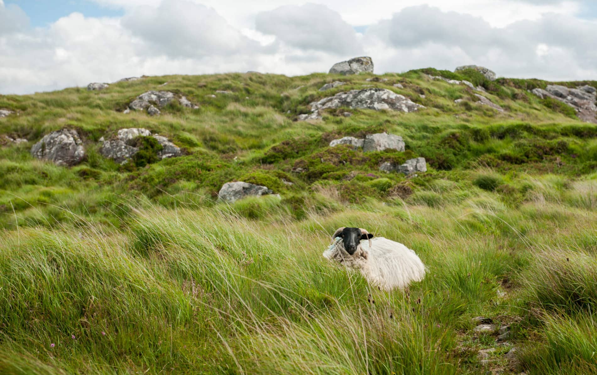 Derrigimlagh Bog, County Galway