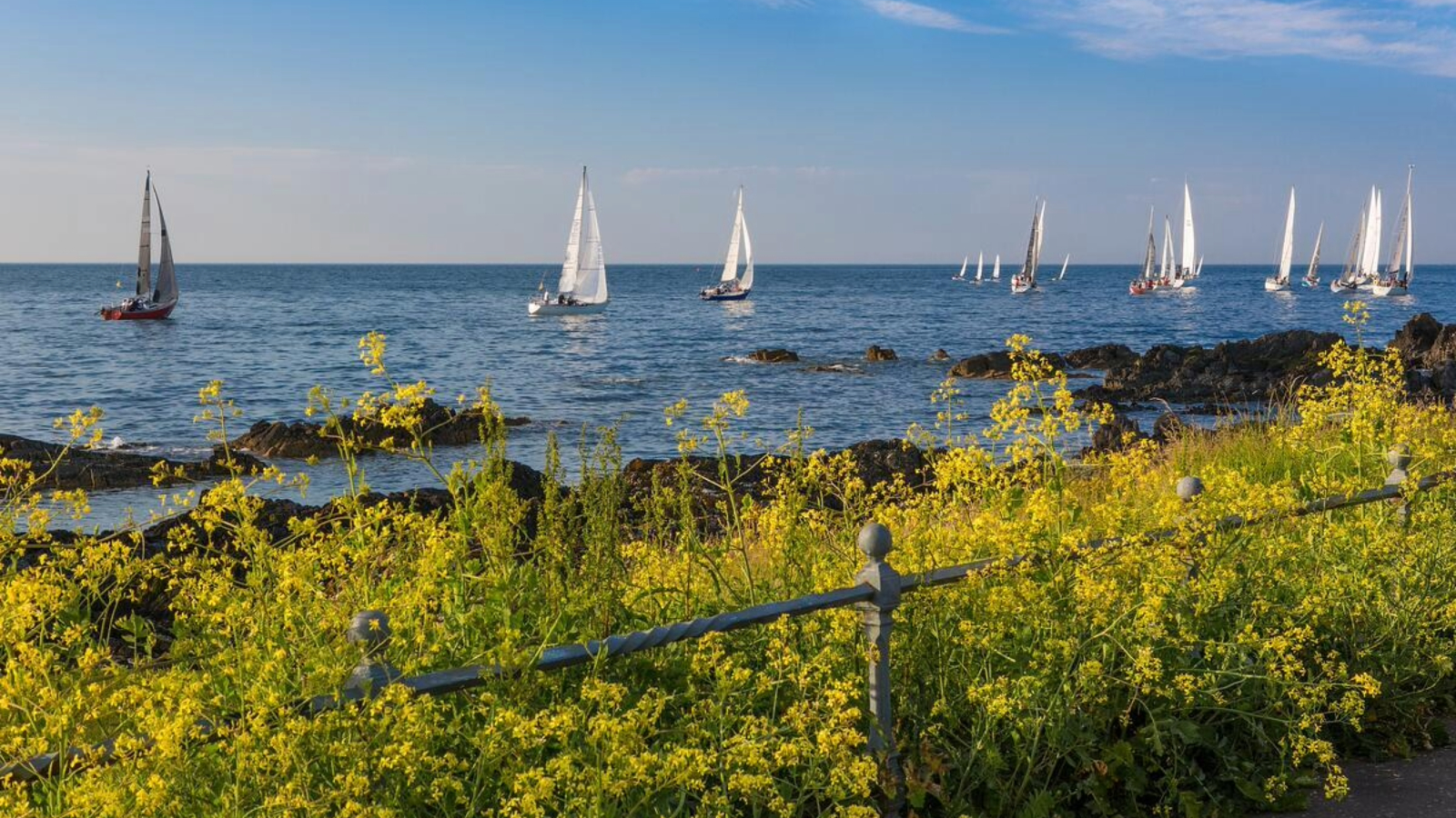 Sailboats on the sea off Bangor coast with yellow wildflowers and rocky shoreline in the foreground.