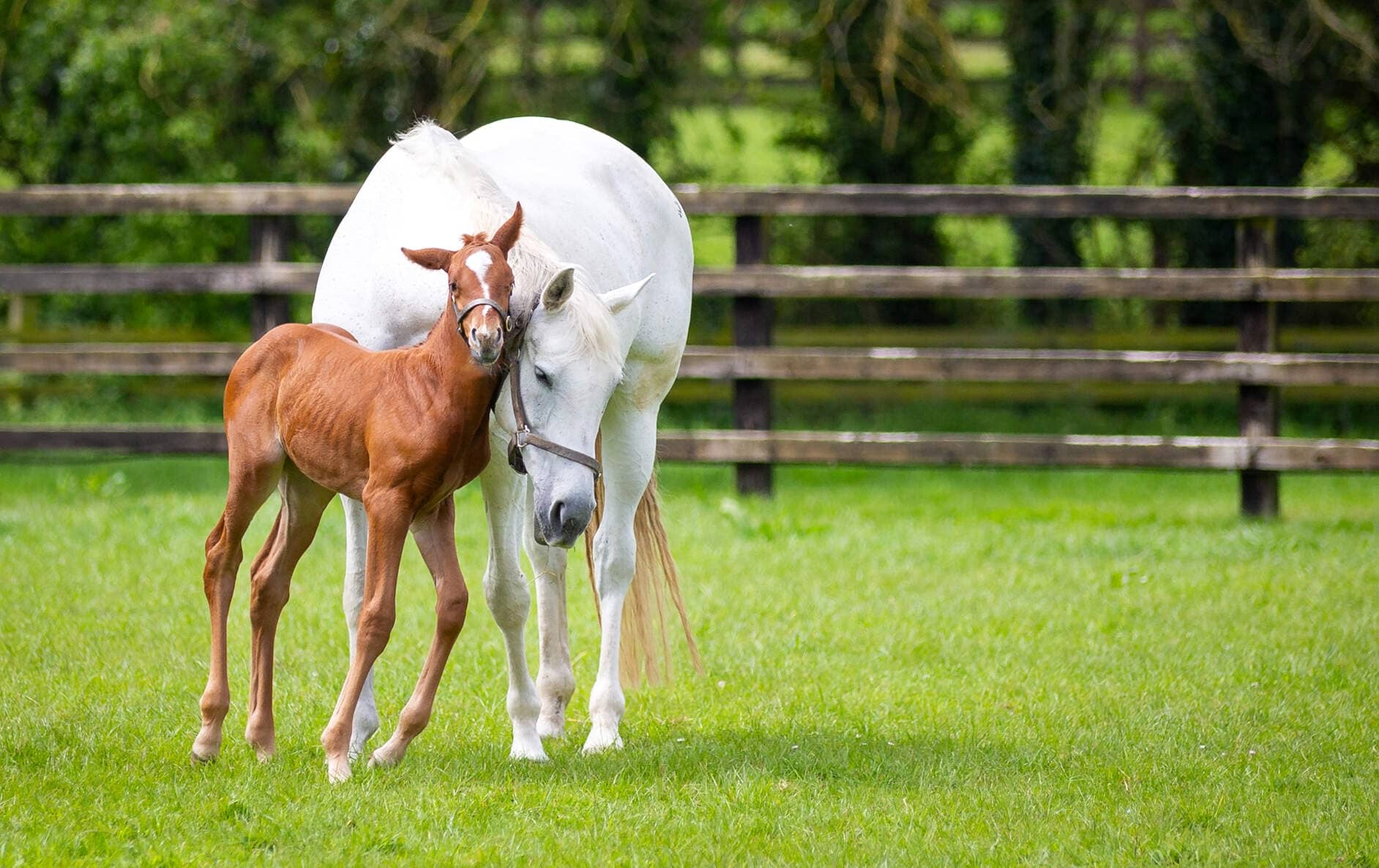 A white mare nuzzling her young foal in a sunlit paddock at the Irish National Stud, with wooden fencing and lush greenery in the background.