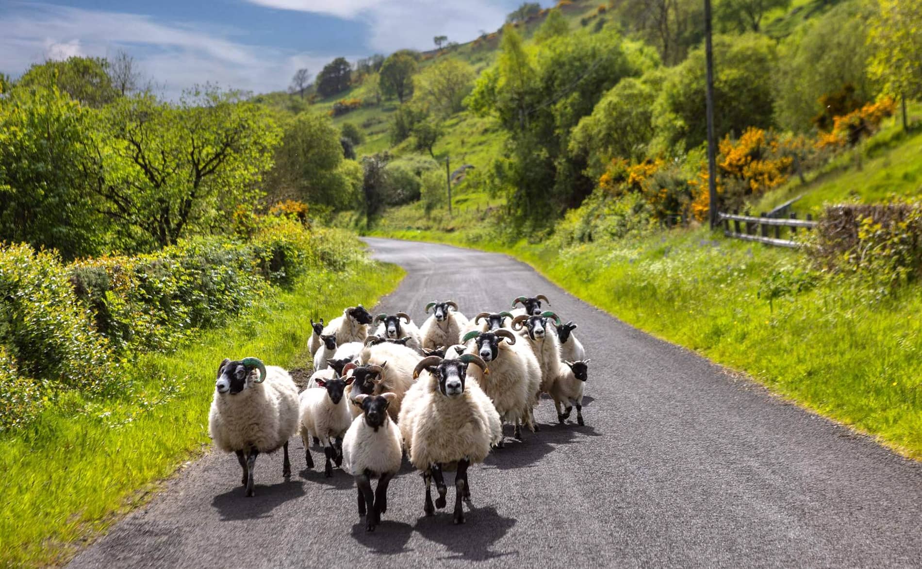 Flock of sheep walking down a narrow country road through lush green hills on a bright, sunny day.