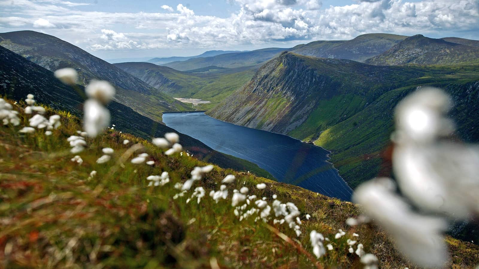 Wildflowers and mountain views over a tranquil lake in the Mourne Mountains, County Down, Northern Ireland.