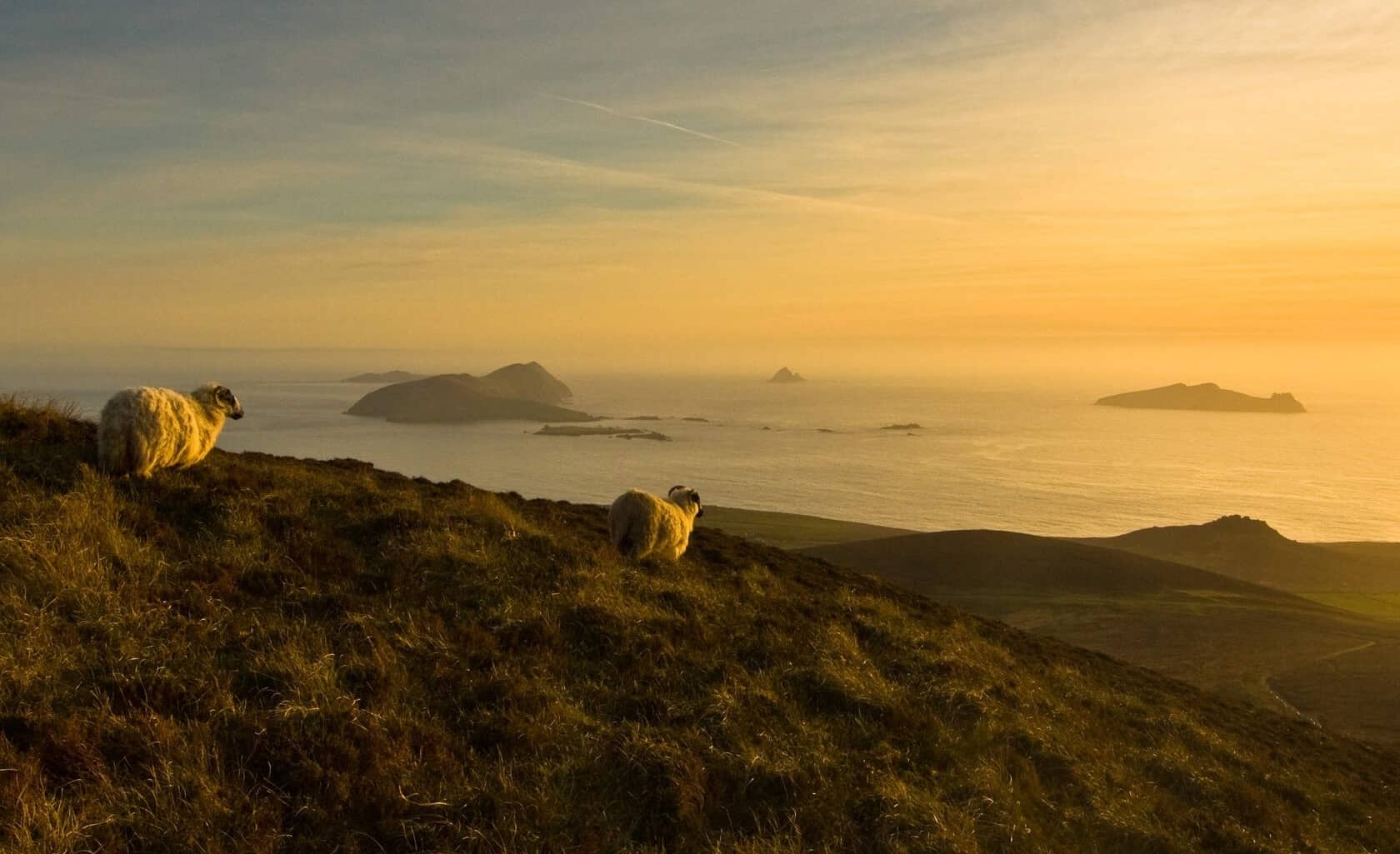 Sheep grazing on a coastal hill at golden sunset overlooking the Blasket Islands, County Kerry.