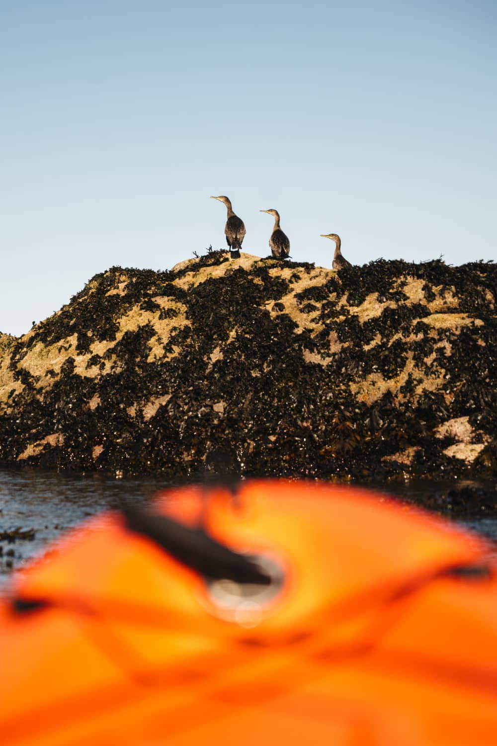 Three cormorants standing on seaweed-covered rock sunbathing near Dublin Bay as seen from kayak.