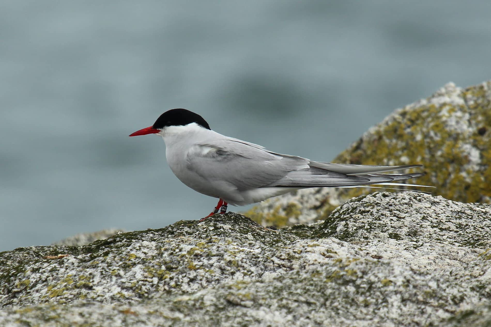 Arctic tern with black cap and red beak perched on Maiden Rock in Dublin Bay with sea background.