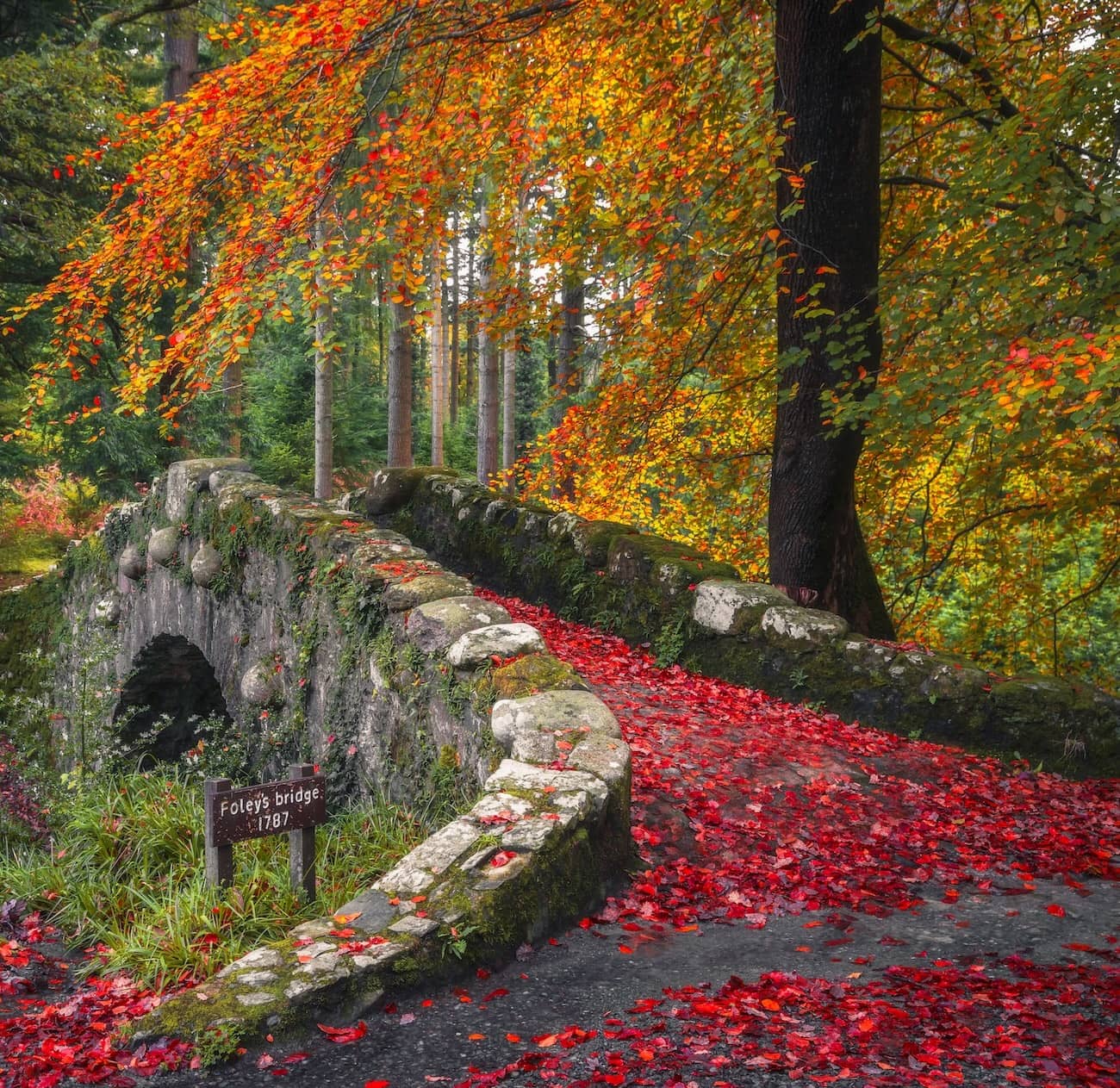 Mossy stone bridge with autumn leaves in Tollymore Forest Park, County Down, Northern Ireland.