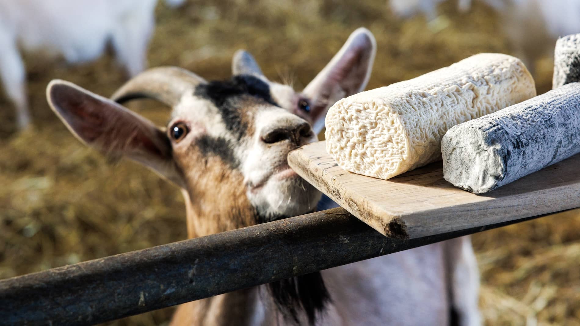 Curious goat sniffing a wooden board with two logs of goat’s cheese at St Tola Goat Cheese Farm, County Clare.