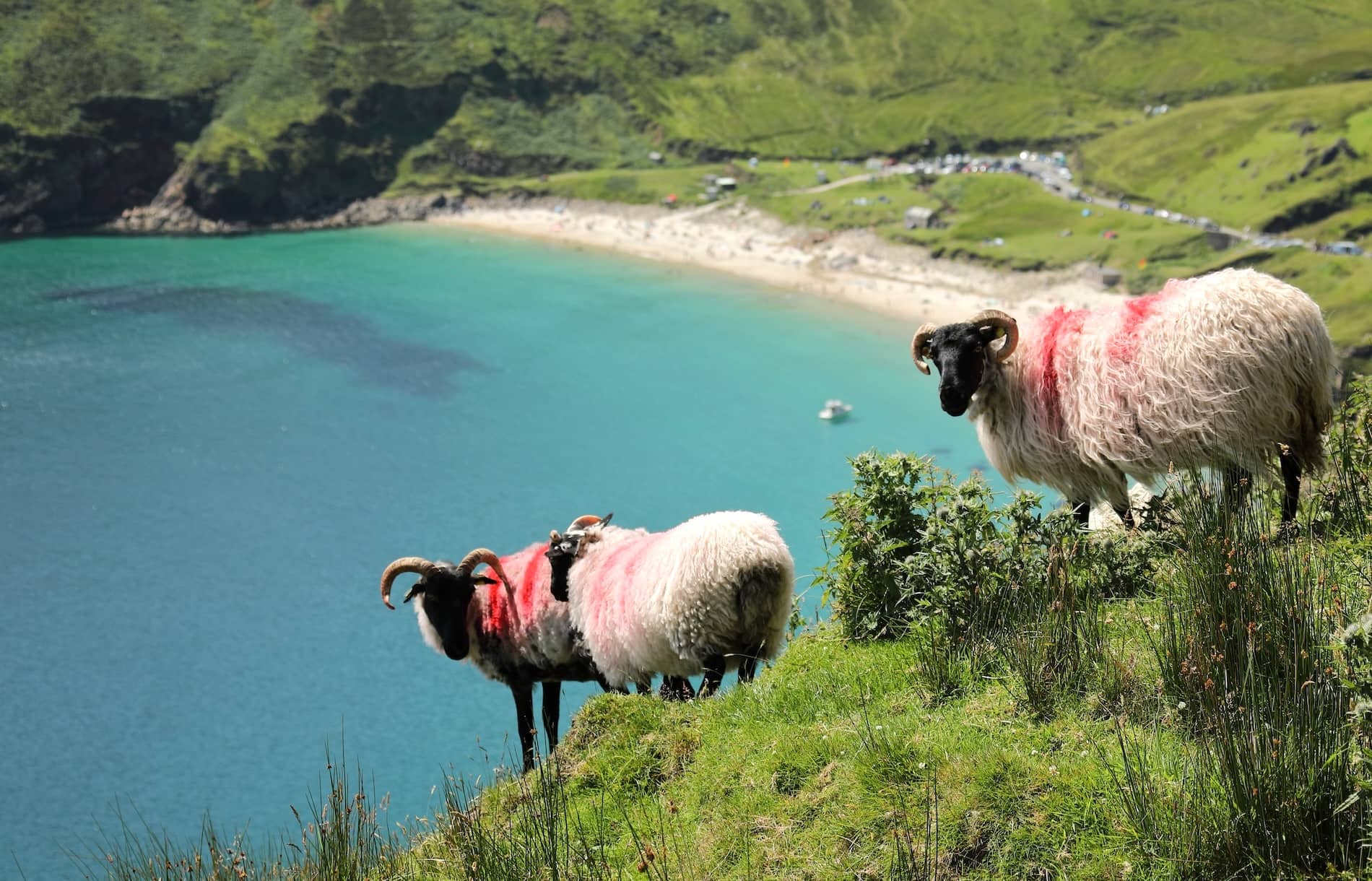 Black-faced sheep graze on a grassy slope above the turquoise waters and sandy shore of Keem Bay on Achill Island.
