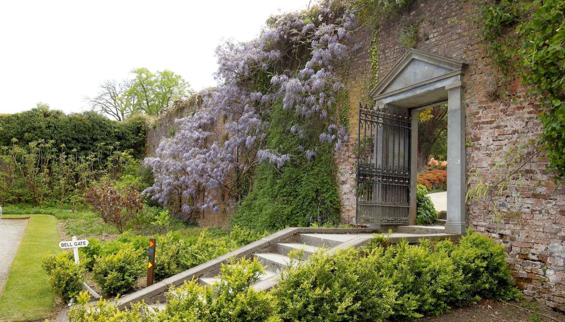 Stone steps lead to an open gate in a brick garden wall covered in purple wisteria and surrounded by lush greenery.