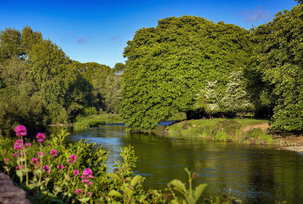 River Nore flowing through County Kilkenny with trees and wildflowers under a bright summer sky.