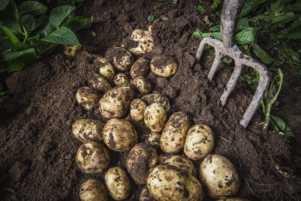 Harvested Irish potatoes in soil with garden fork, symbol of Irish food heritage.