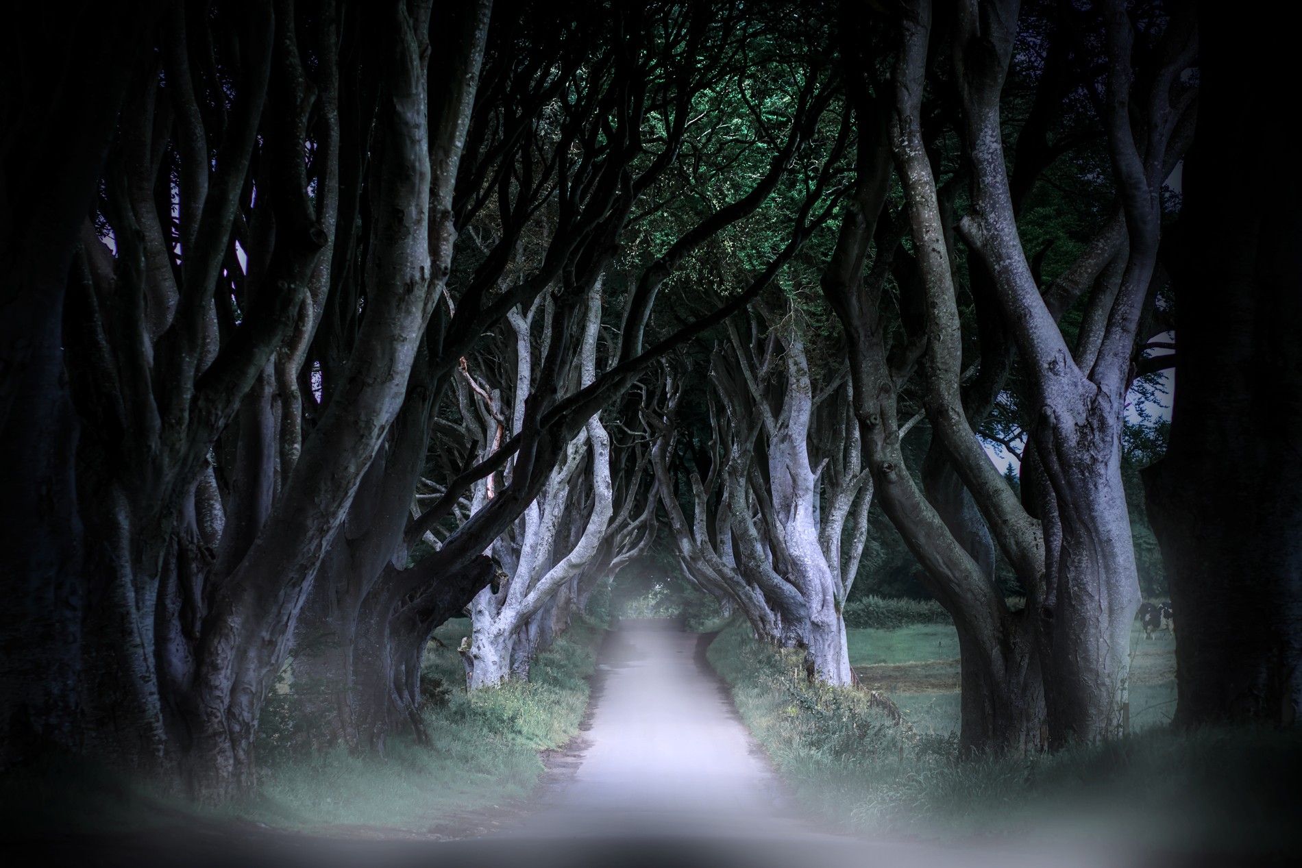The Dark Hedges in County Antrim at dusk, known as the Kingsroad in Game of Thrones®, with text overlay.